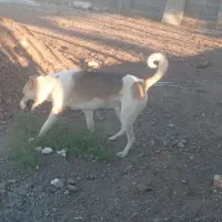 سگ سرابی۱۴ماهه نگهبانی