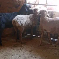بره ماده