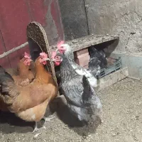 مرغ محلی تخمگذار