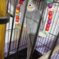 عروس هلندی نر وماده|پرنده|قدس, شهر‌قدس|دیوار