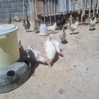 مرغ