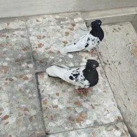 کله سیاه درجه یک|پرنده|اهواز, بیست متری شهدا|دیوار