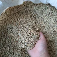 دو تن جو بذری جلگه