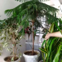 گل و گیاه طبیعی|گل و گیاه طبیعی|تهران, تهرانپارس شرقی|دیوار