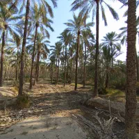 تعداد۸۰اصل نخل|گل و گیاه طبیعی|وحدتیه, |دیوار