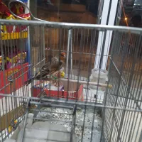 فروش سه عدد سهره قناری|پرنده|شیراز, باغشهر اهل بیت|دیوار