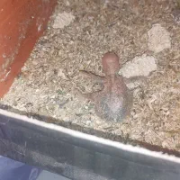 ی جفت طوطی برزیلی فیشر سبز|پرنده|پاکدشت, پاکدشت (مامازند)|دیوار