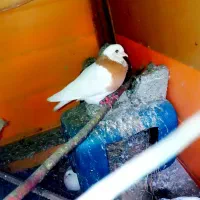 کفتر یکجا فروخته میشود
