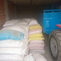 بذر گندم لاین ۱۷ بوجاری شده