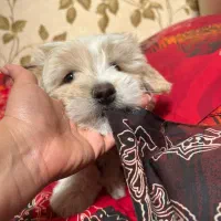 واگذاری|سگ|کرج, گلشهر|دیوار