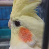 طوطی عروس جفت مولد|پرنده|قم, تولید دارو و یخچال|دیوار