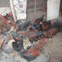 25عدد خروس سرحال