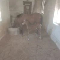 فروش مادیان کرد