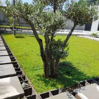 سمپاشی منازل و باغات تضمینی ۲۴ ساعته|خدمات نظافت|رشت, بلوار گیلان|دیوار