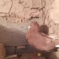 کبوتر  دم سفید