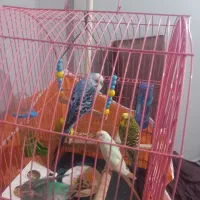 مرغ عشق رنگ خاص