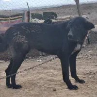 سگ گله|سگ|تیران, |دیوار