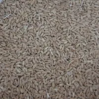 گندم دیمه