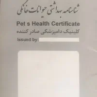 فروش سگ پودل|سگ|پاکدشت, پاکدشت (مامازند)|دیوار