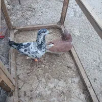 سار سیاه امری سرخ