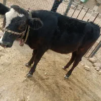 فروش گوساله داشتی