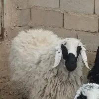 بره نر|حیوانات مزرعه|سرداران, |دیوار