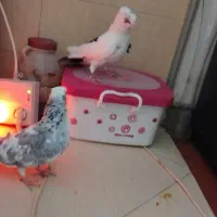 کبوتر هفت رنگ شهرستانی بلژیکی موشی|پرنده|بومهن, |دیوار