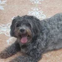 نیازمند سریدار یا همکار خدماتی خانم