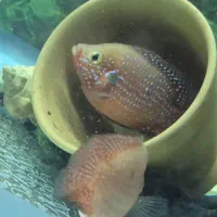 جفت جوئل مولد|ماهی|اصفهان, عاشق‌آباد|دیوار