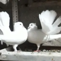 کبوتر دم چتری