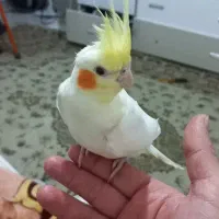 عروس هلندی دستی سخنگو لوتینو نر ماده|پرنده|مشهد, انقلاب|دیوار