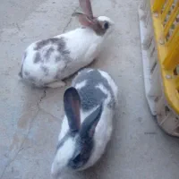 فروش یه جفت خرگوش خارجی|موش و خرگوش|بانه, |دیوار