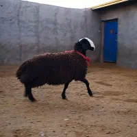 گوسفند ناب و اصیل شال ژن دار دوقلوزا|حیوانات مزرعه|شال, |دیوار