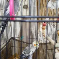 یک جفت عروس هلندی
