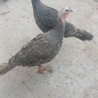 بوقلمون ماده جوان