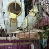 عروس هلندی جفت