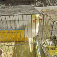 عروس هلندی|پرنده|ابرکوه, |دیوار