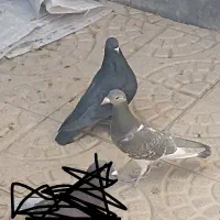 کفتر پرشی جوجه کشی