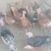 بوقلمون نر وماده بربون  اصل ومرغ لاری|حیوانات مزرعه|نهاوند, |دیوار