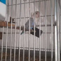 طوطی برزیلی آبی رام تک میباشد