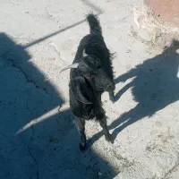 گوسفند|حیوانات مزرعه|سیب و سوران, |دیوار