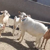 تکه