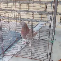 کفتر|پرنده|شیراز, اکبر آباد|دیوار