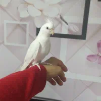 عروس آلبینو سخنگو دو کت بال خال سایه