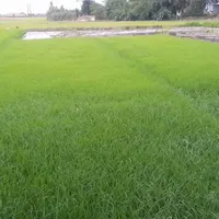 بذر شالی