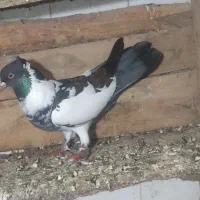 معاوضه کبوتر با جوجه غاز یا جوجه اردک