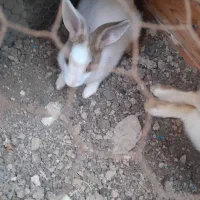 خرگوش