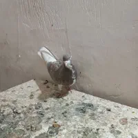 ماده شهری قهواه ای