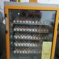 دستگاه جوجه کشی سیمرغ جنوب