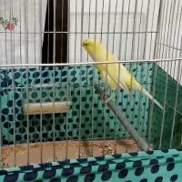 سلام یک جفت قناری